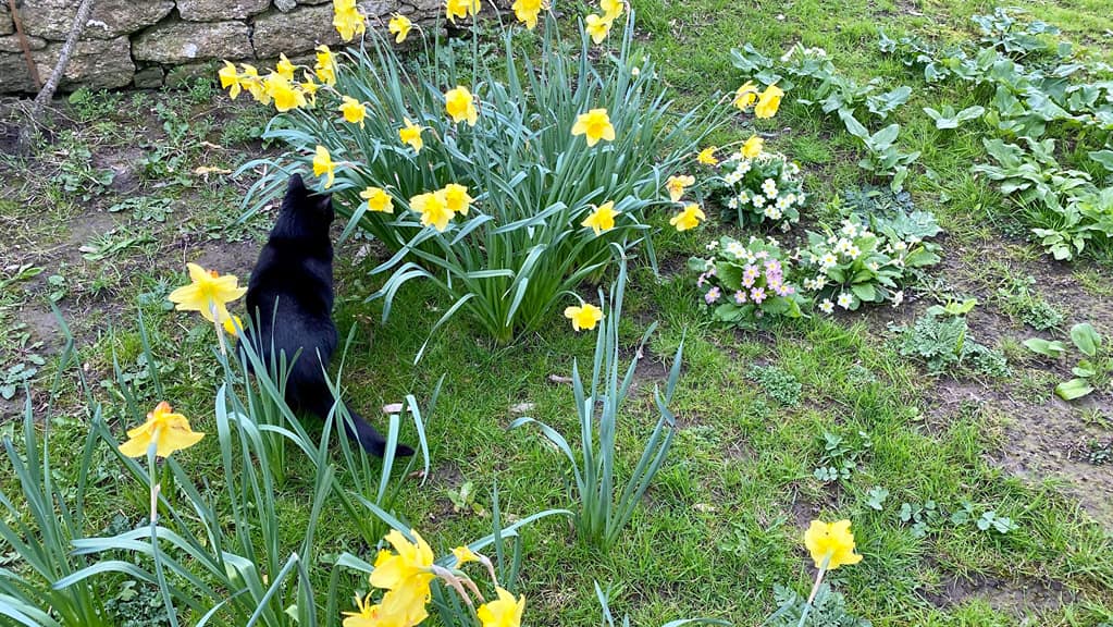 What To Do In The Garden In April garden-in-april-daffodils-primroses-black-cat
