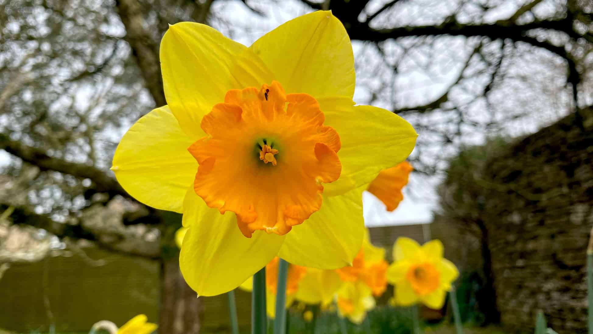 What To Do In The Garden In April garden-in-april-daffodils-yellow-01