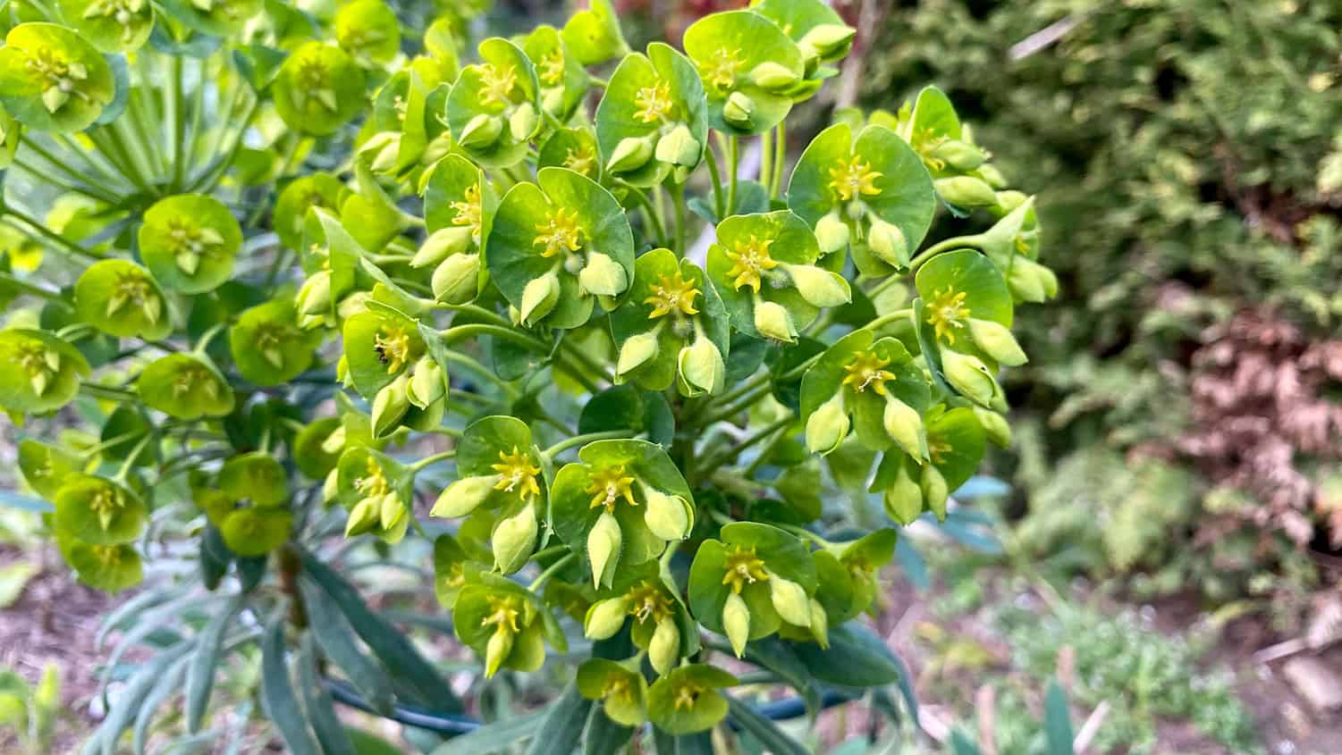 What To Do In The Garden In April garden-in-april-euphorbia