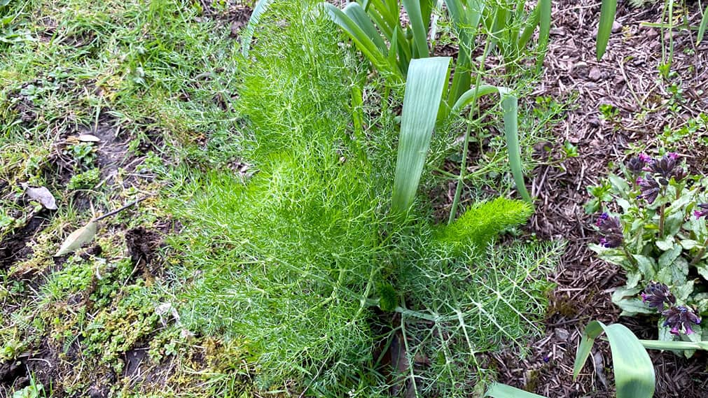 What To Do In The Garden In April garden-in-april-fennel