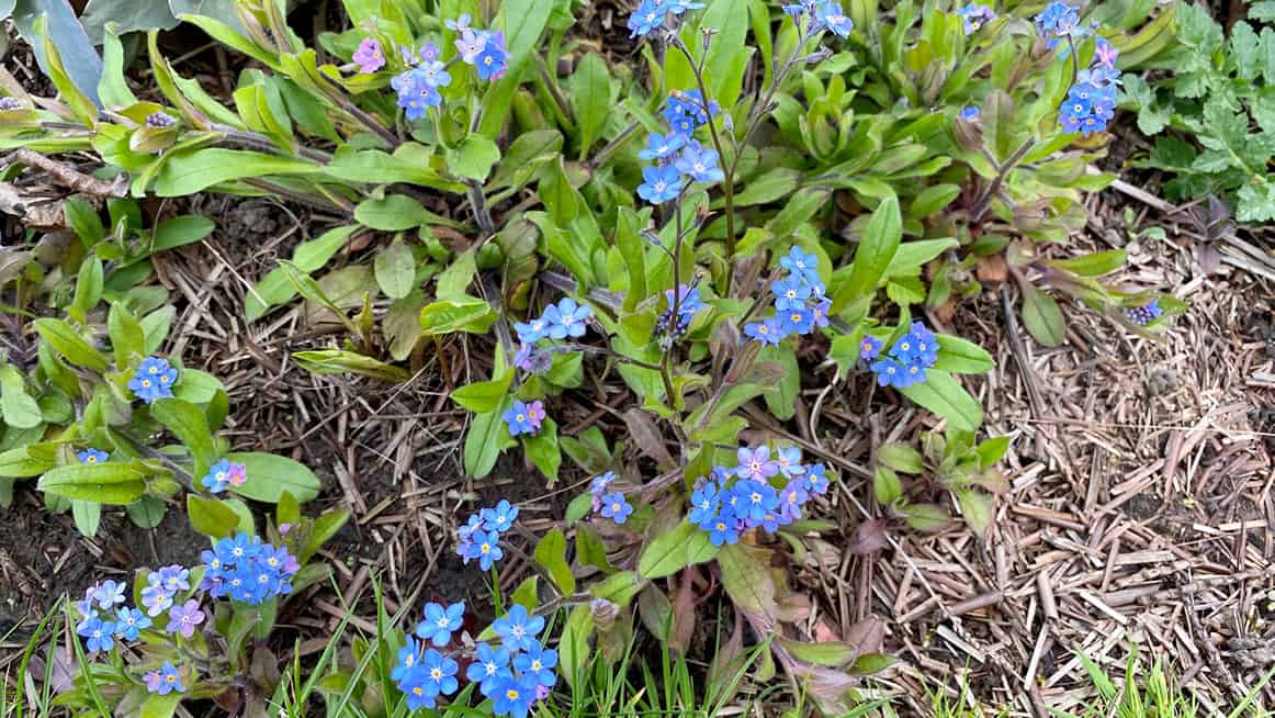 What To Do In The Garden In April garden-in-april-forgetmenots