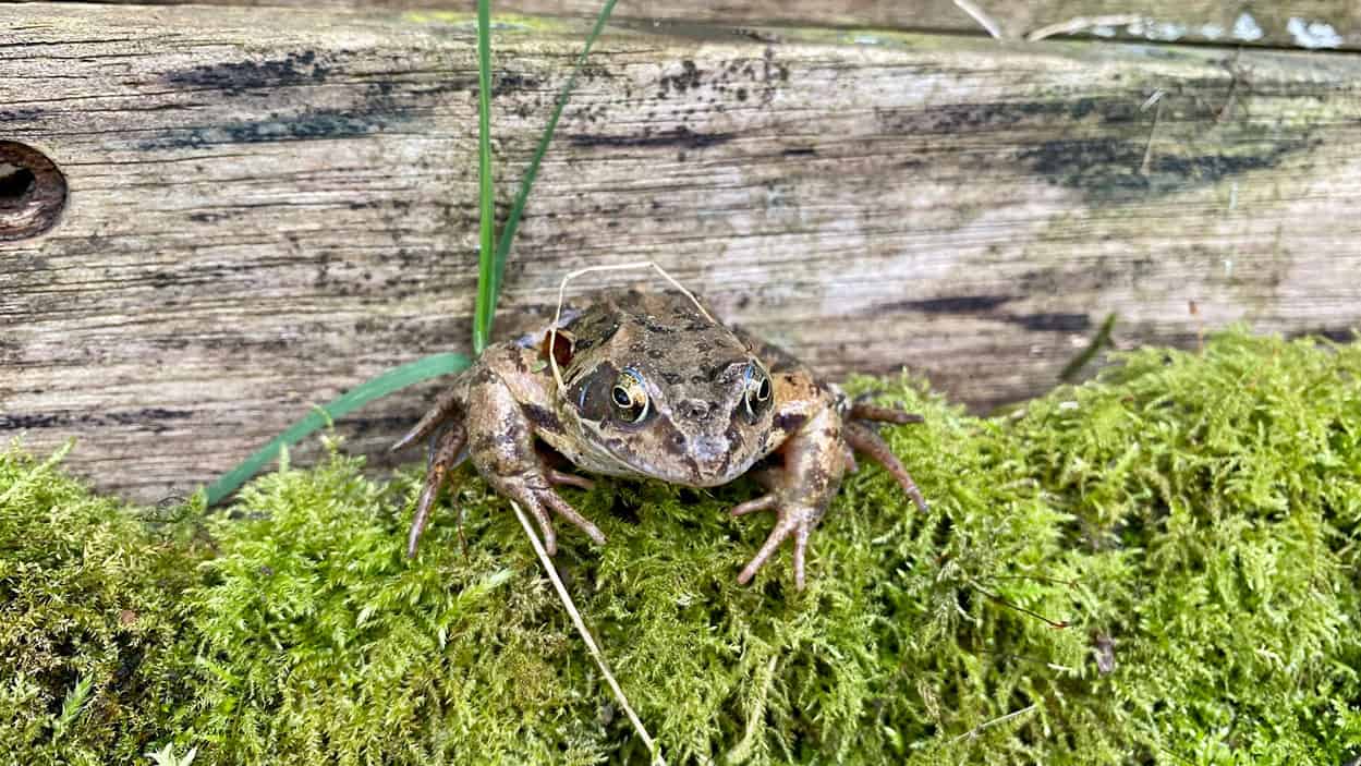 What To Do In The Garden In April garden-in-april-frog
