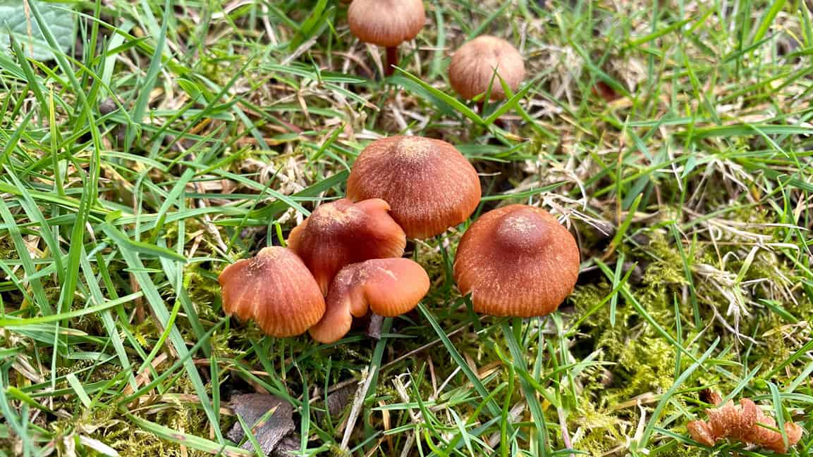 What To Do In The Garden In April garden-in-april-fungi-closeup