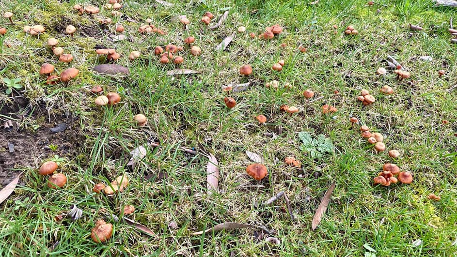What To Do In The Garden In April garden-in-april-fungi