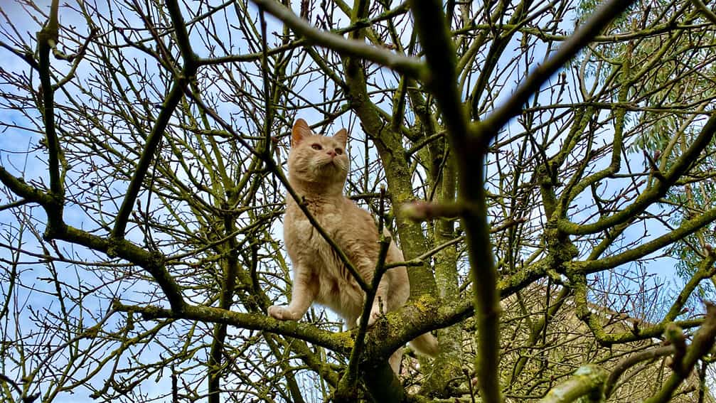 What To Do In The Garden In April garden-in-april-ginger-cat