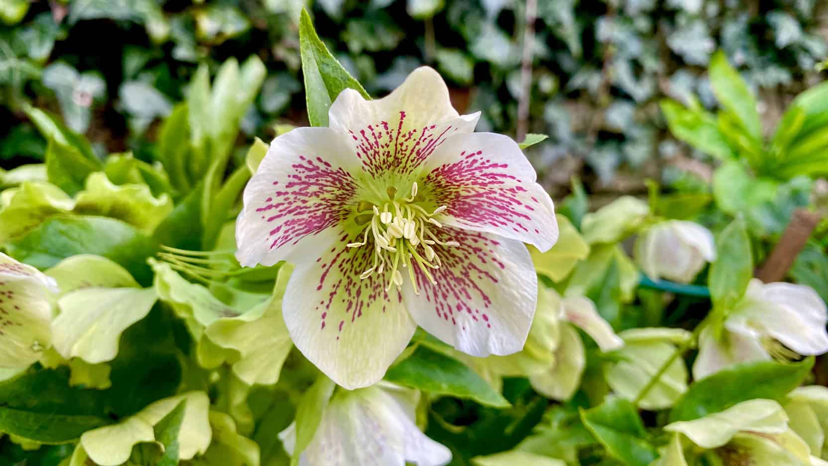 What To Do In The Garden In April garden-in-april-hellebore
