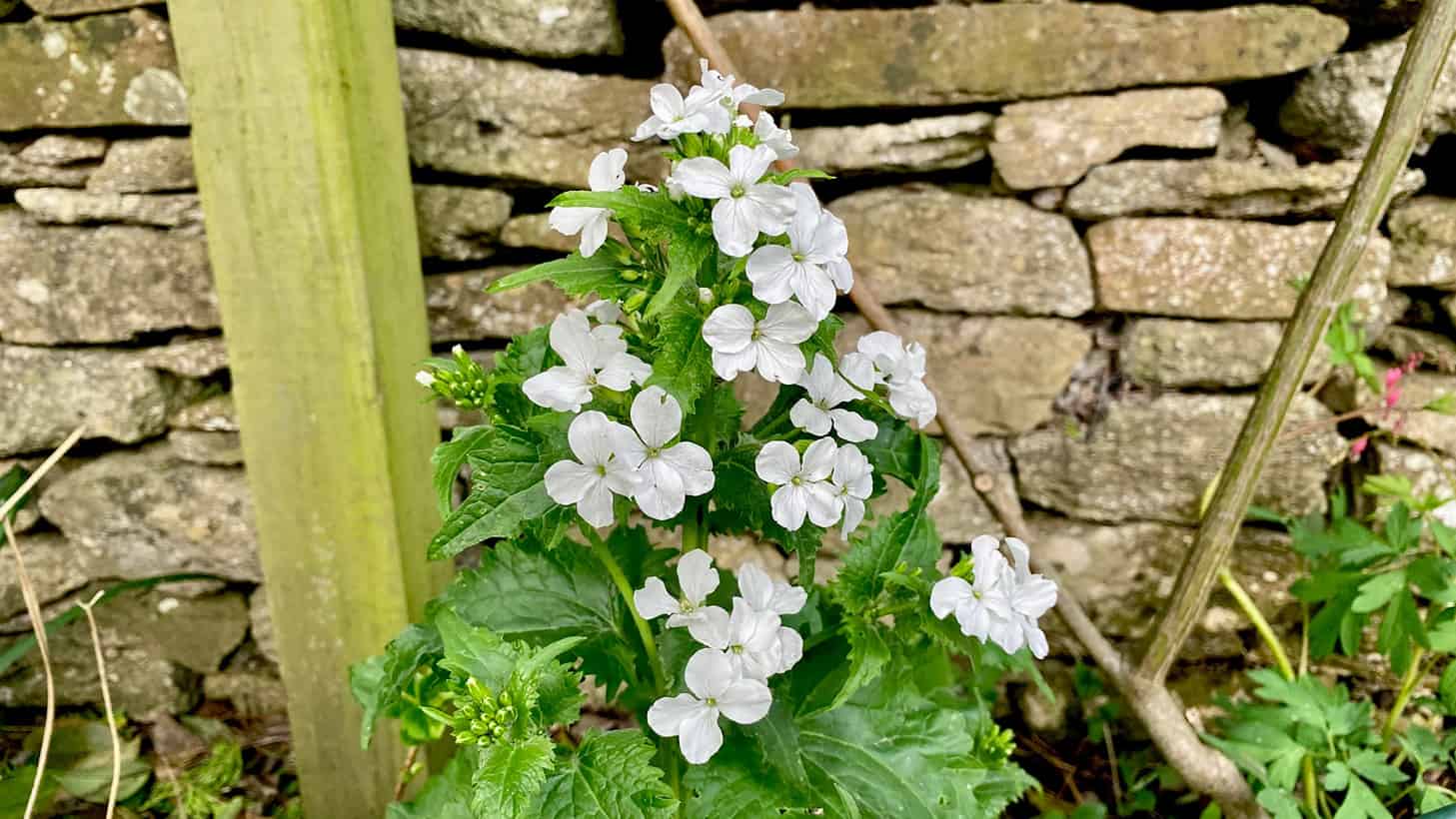 What To Do In The Garden In April garden-in-april-lunaria
