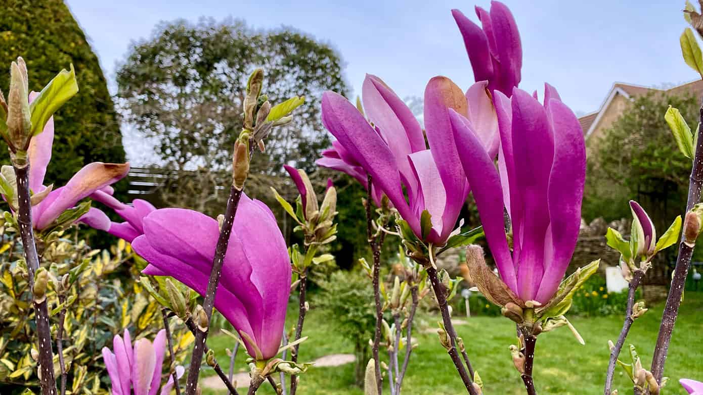 What To Do In The Garden In April garden-in-april-magnolia