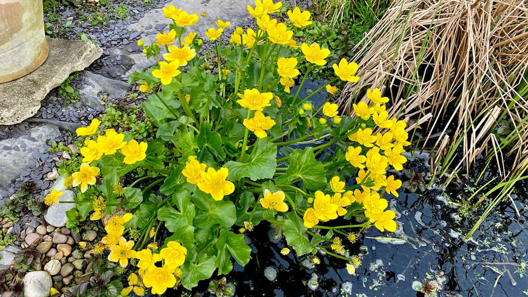 What To Do In The Garden In April garden-in-april-march-marigold