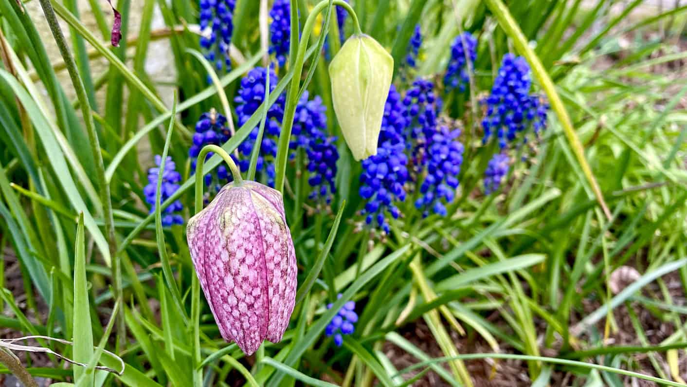 What To Do In The Garden In April garden-in-april-muscari-fritilleria