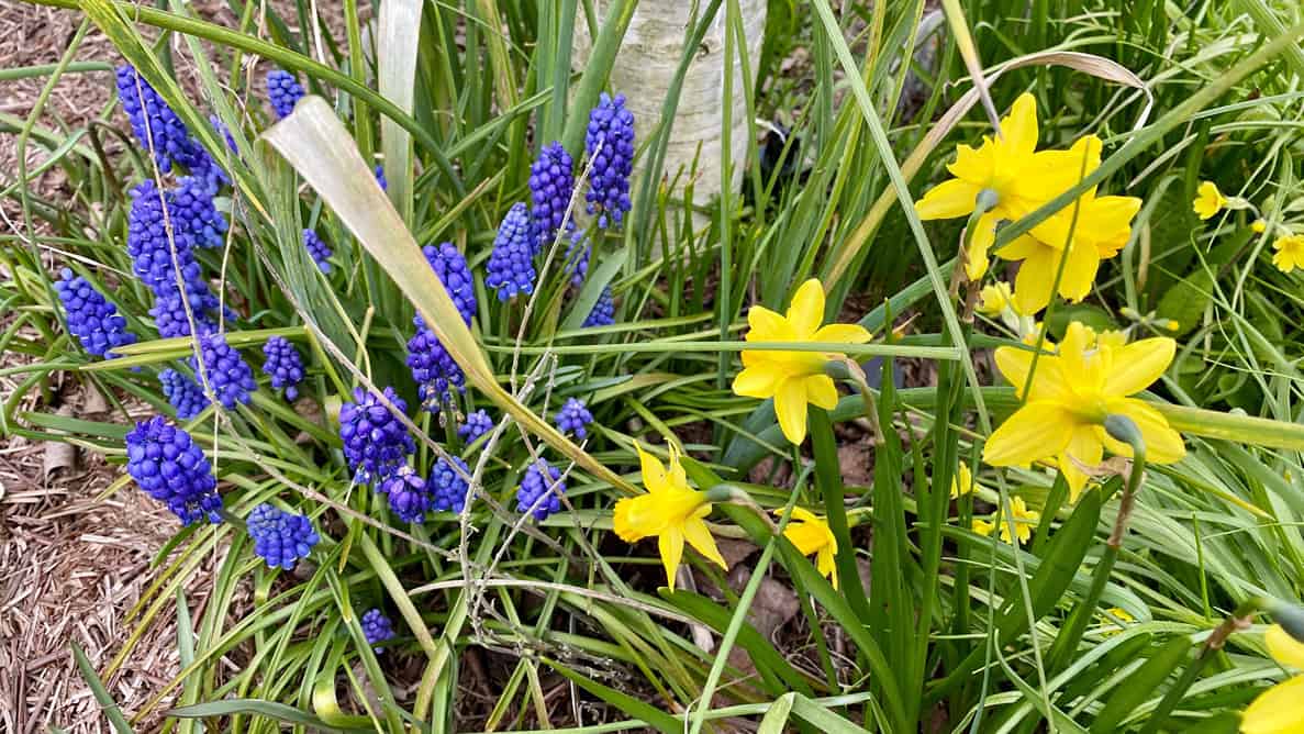 What To Do In The Garden In April garden-in-april-muscari-teteatetes