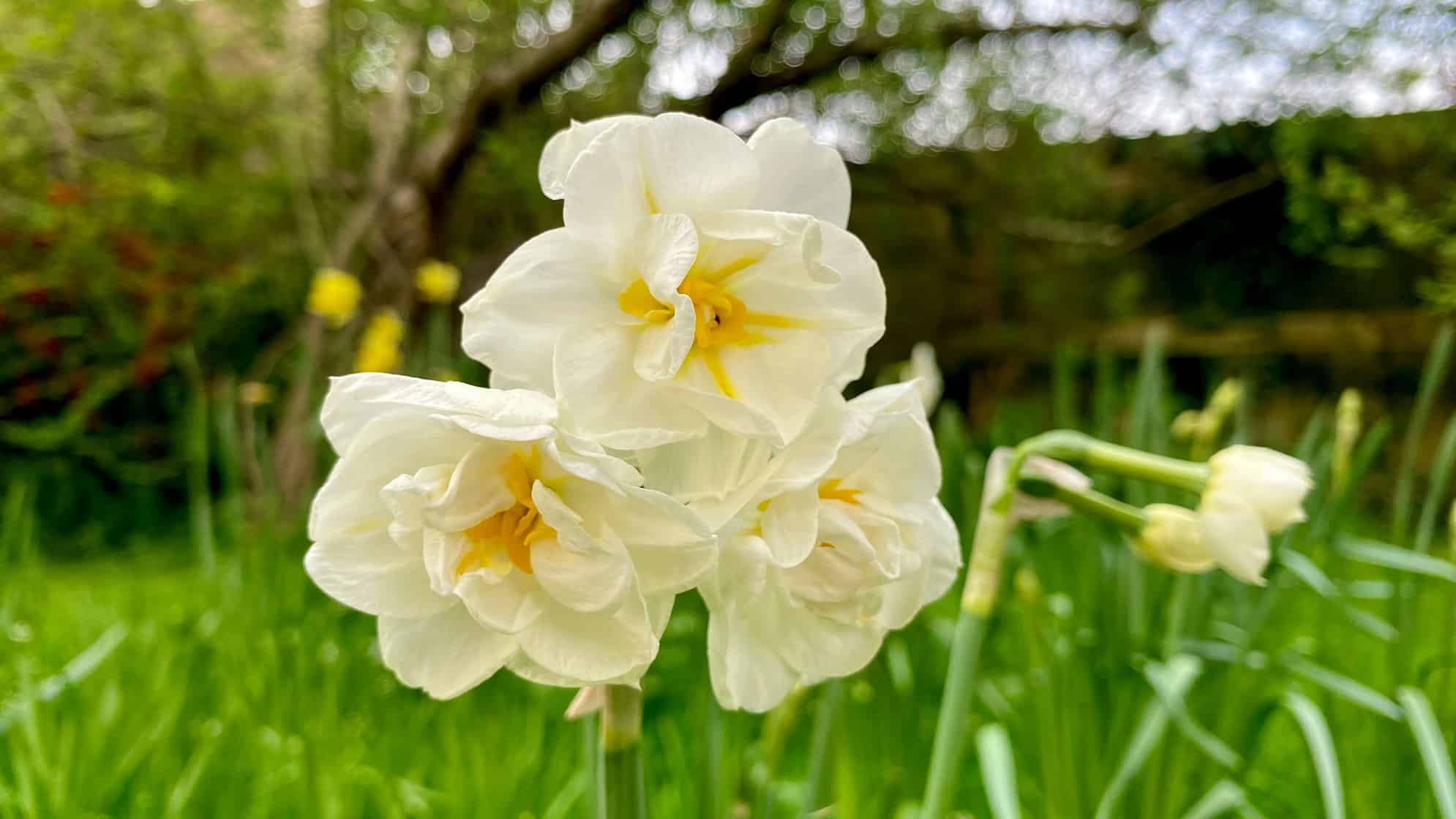 What To Do In The Garden In April garden-in-april-narcissi-white-02