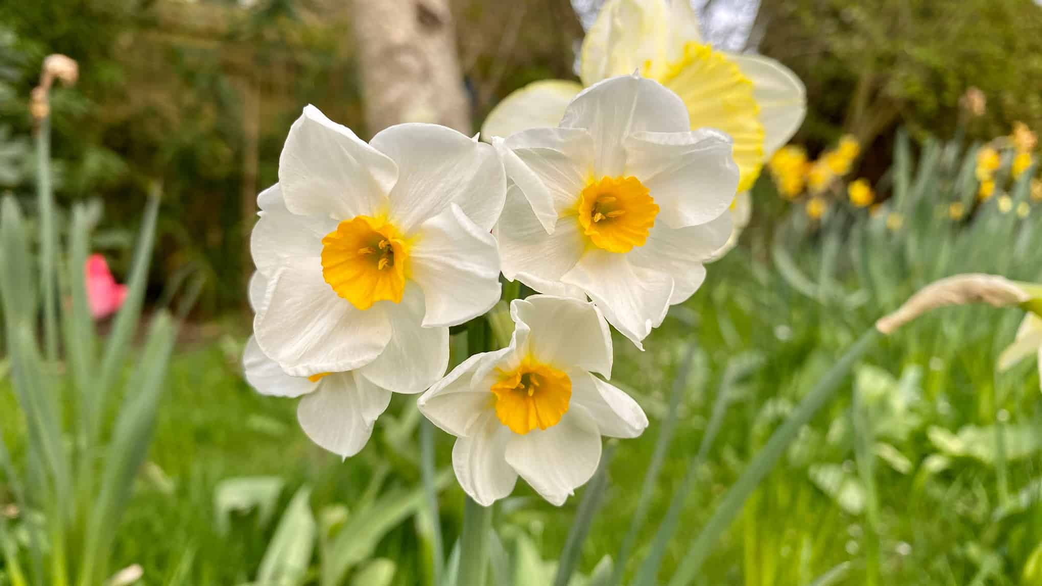 What To Do In The Garden In April garden-in-april-narcissi-white