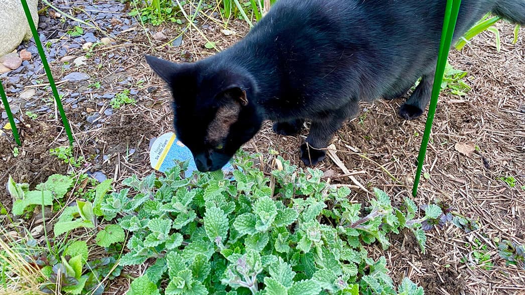 What To Do In The Garden In April garden-in-april-nepeta-black-cat