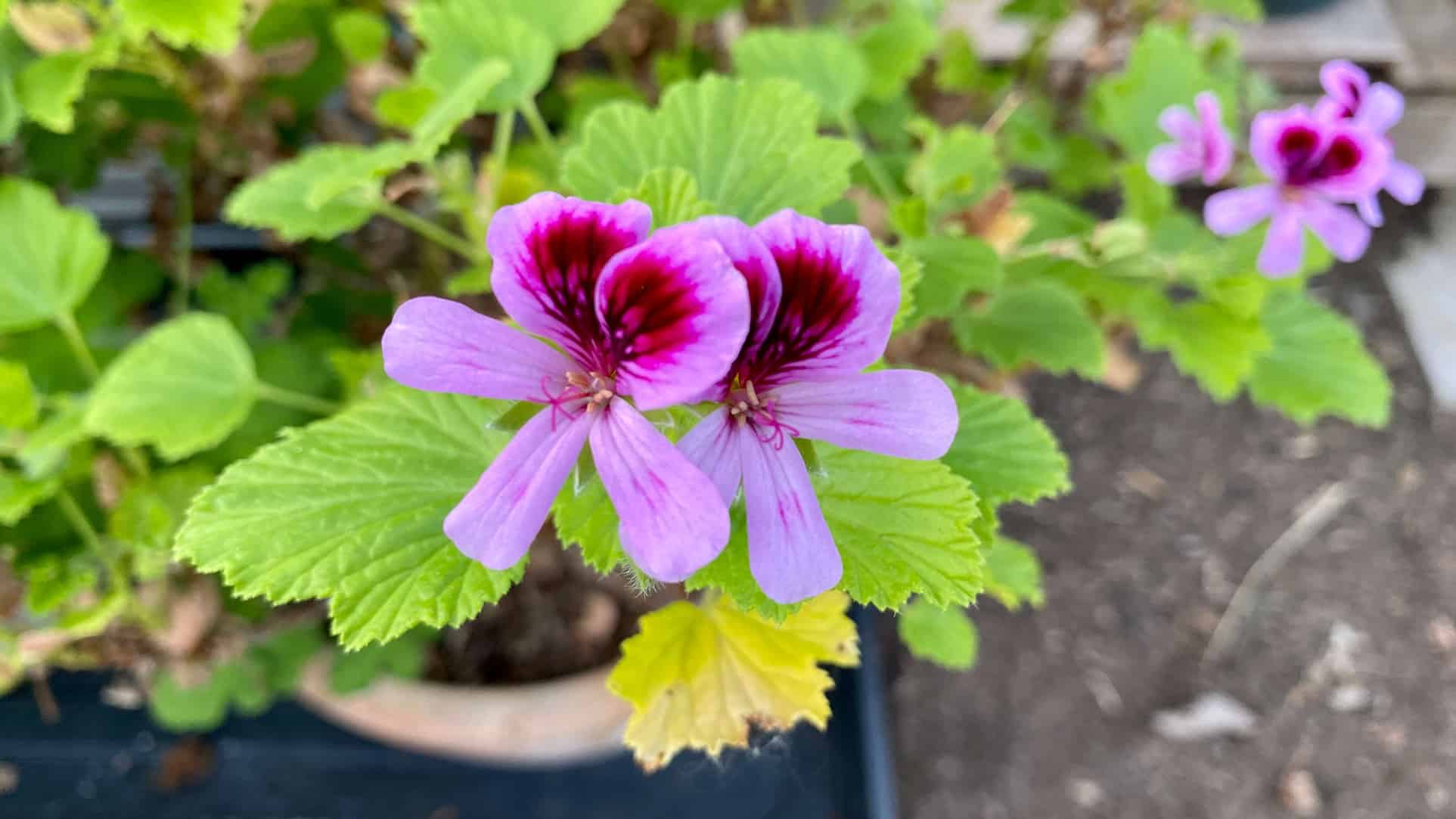 What To Do In The Garden In April garden-in-april-pelargonium-orange