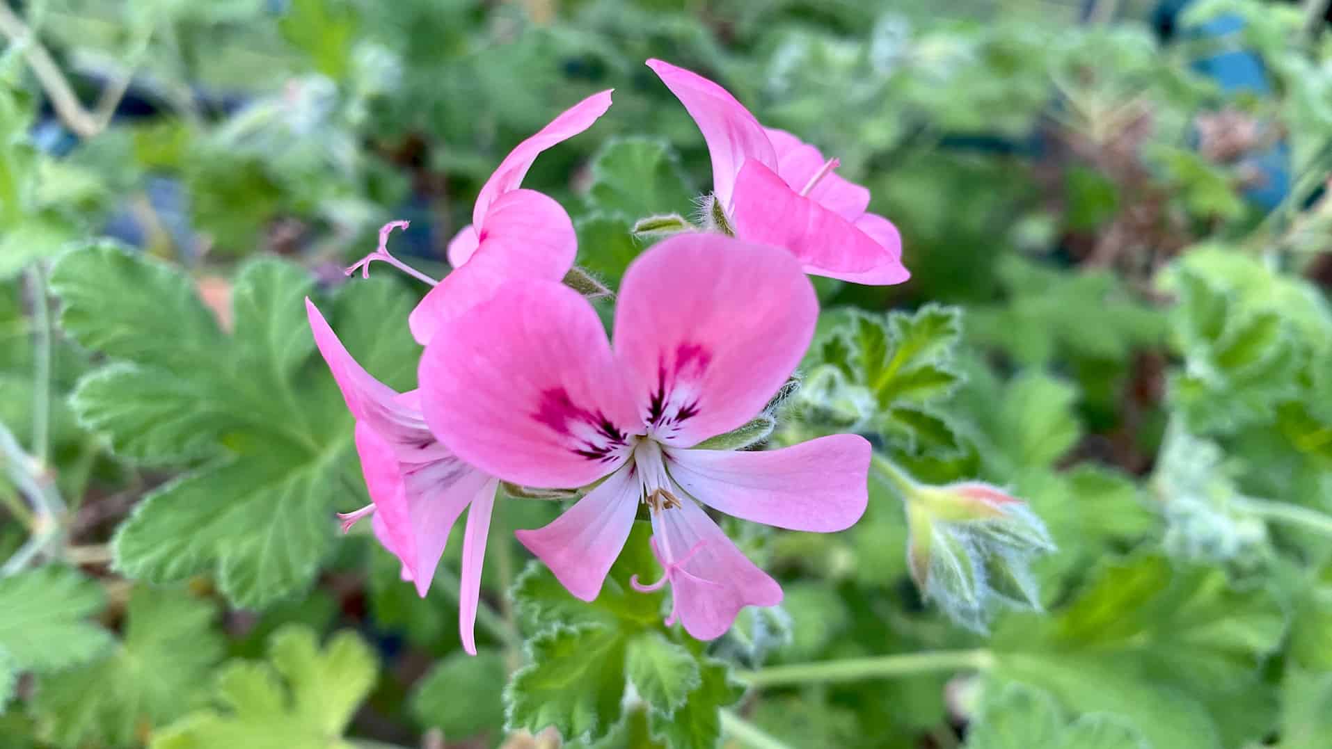 What To Do In The Garden In April garden-in-april-pelargonium-rose