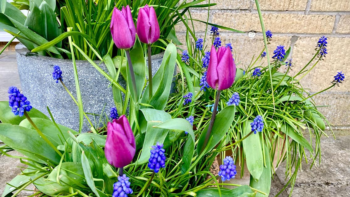 What To Do In The Garden In April garden-in-april-pots-tulips-muscari