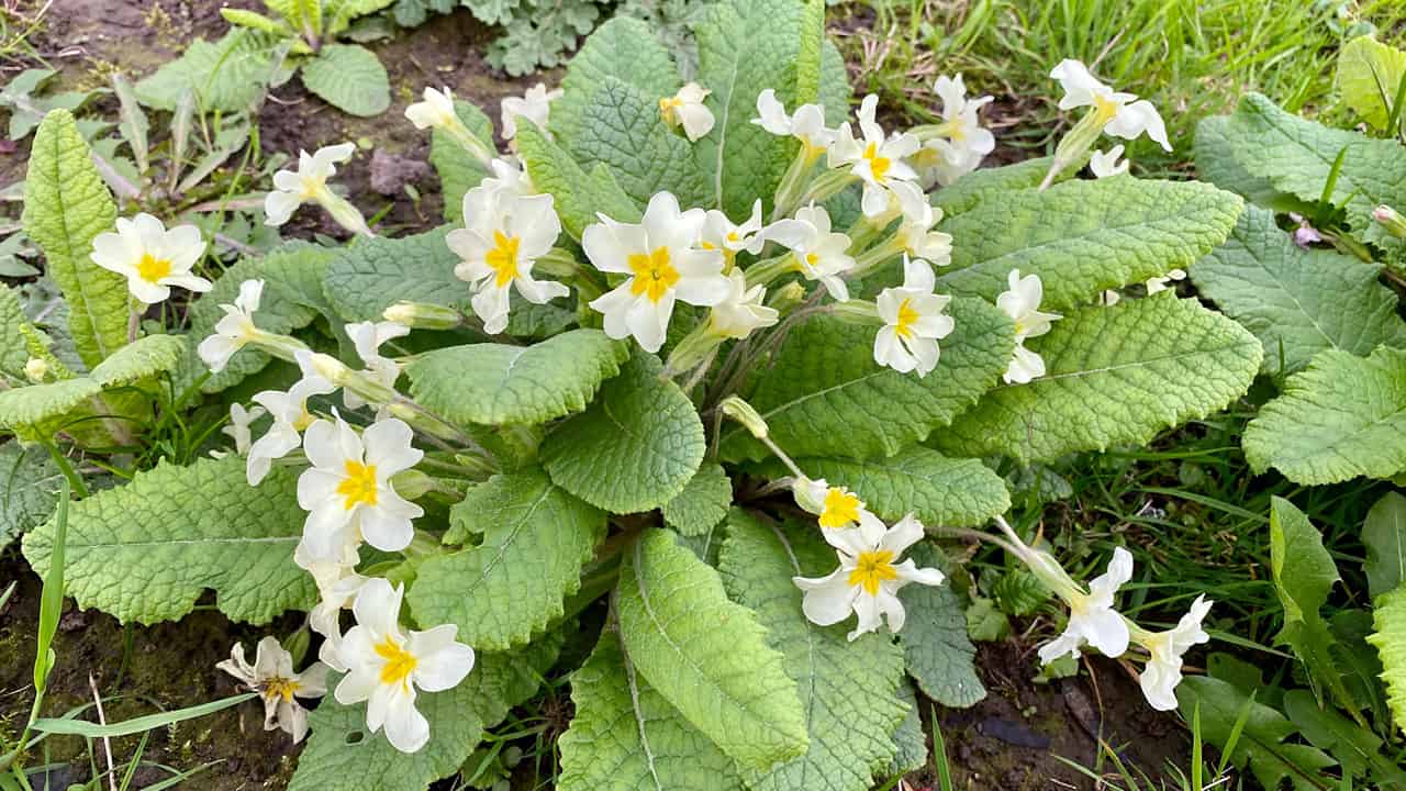 What To Do In The Garden In April garden-in-april-primroses