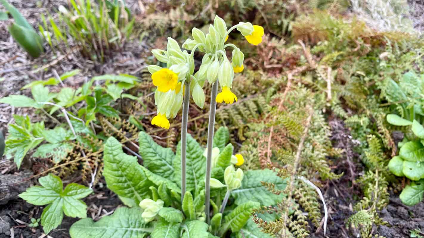What To Do In The Garden In April garden-in-april-primula
