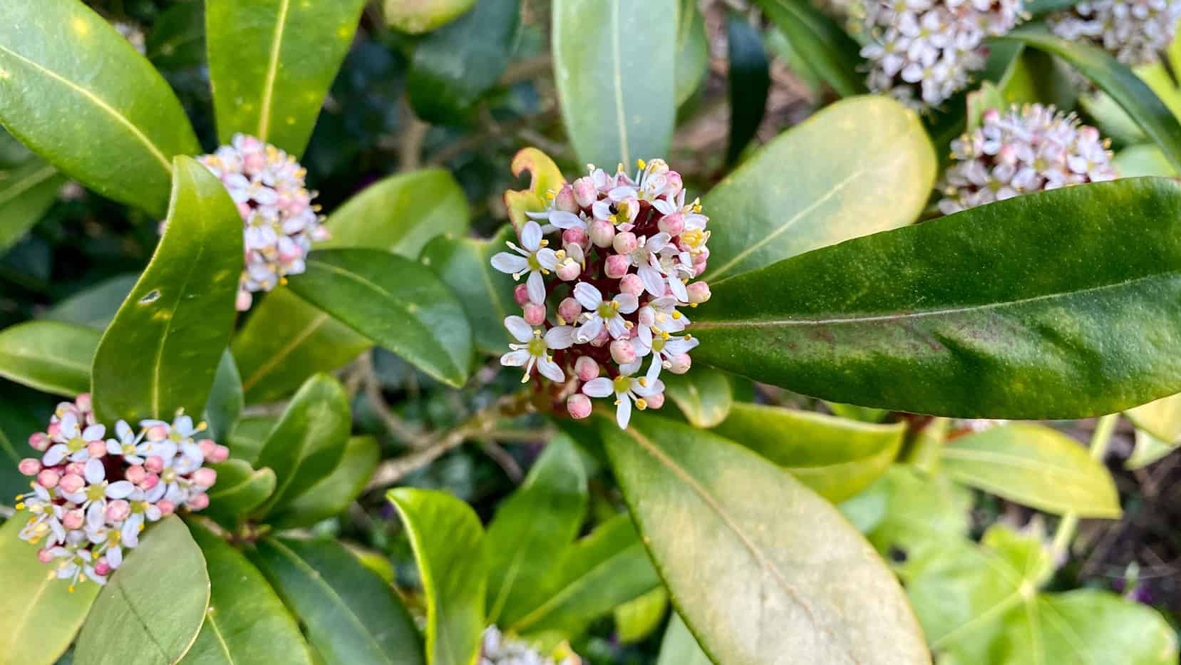 What To Do In The Garden In April garden-in-april-skimmia