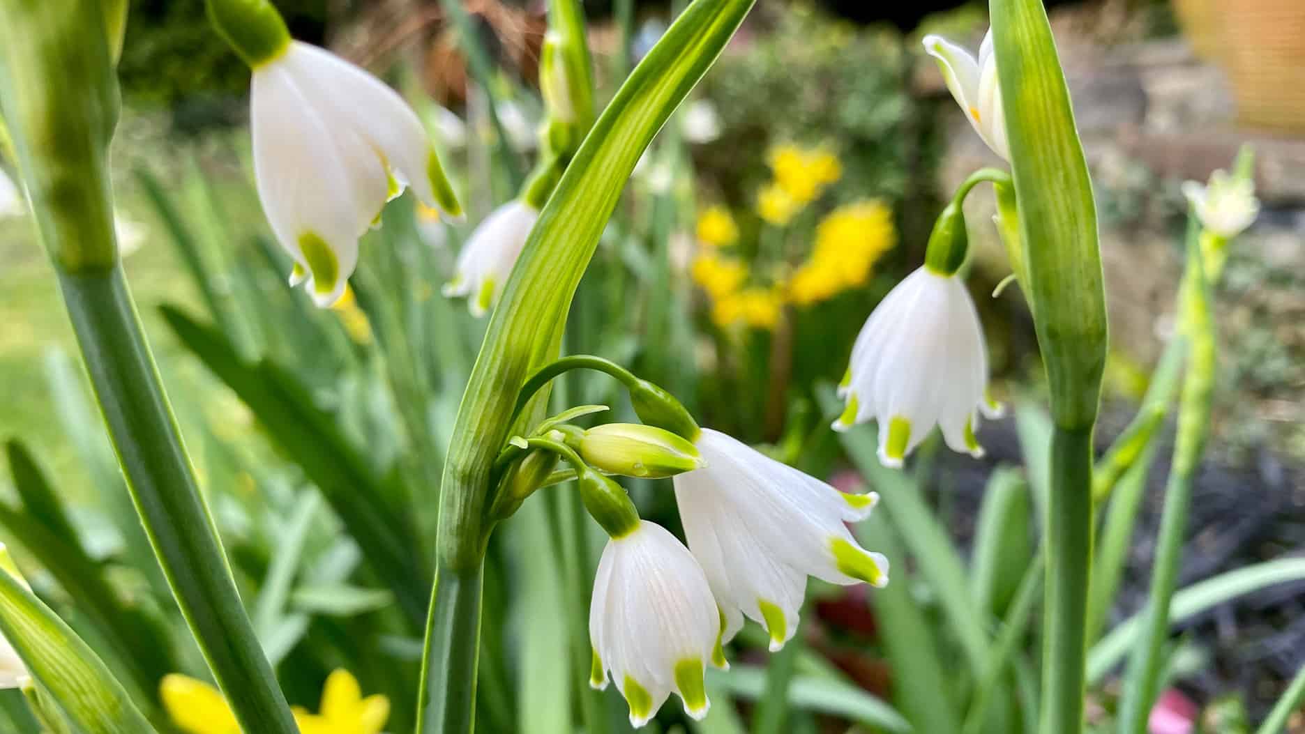 What To Do In The Garden In April garden-in-april-summer-snowflakes