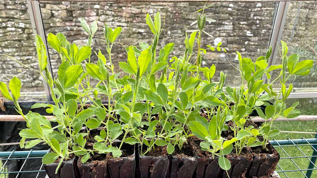 What To Do In The Garden In April garden-in-april-sweetpeas