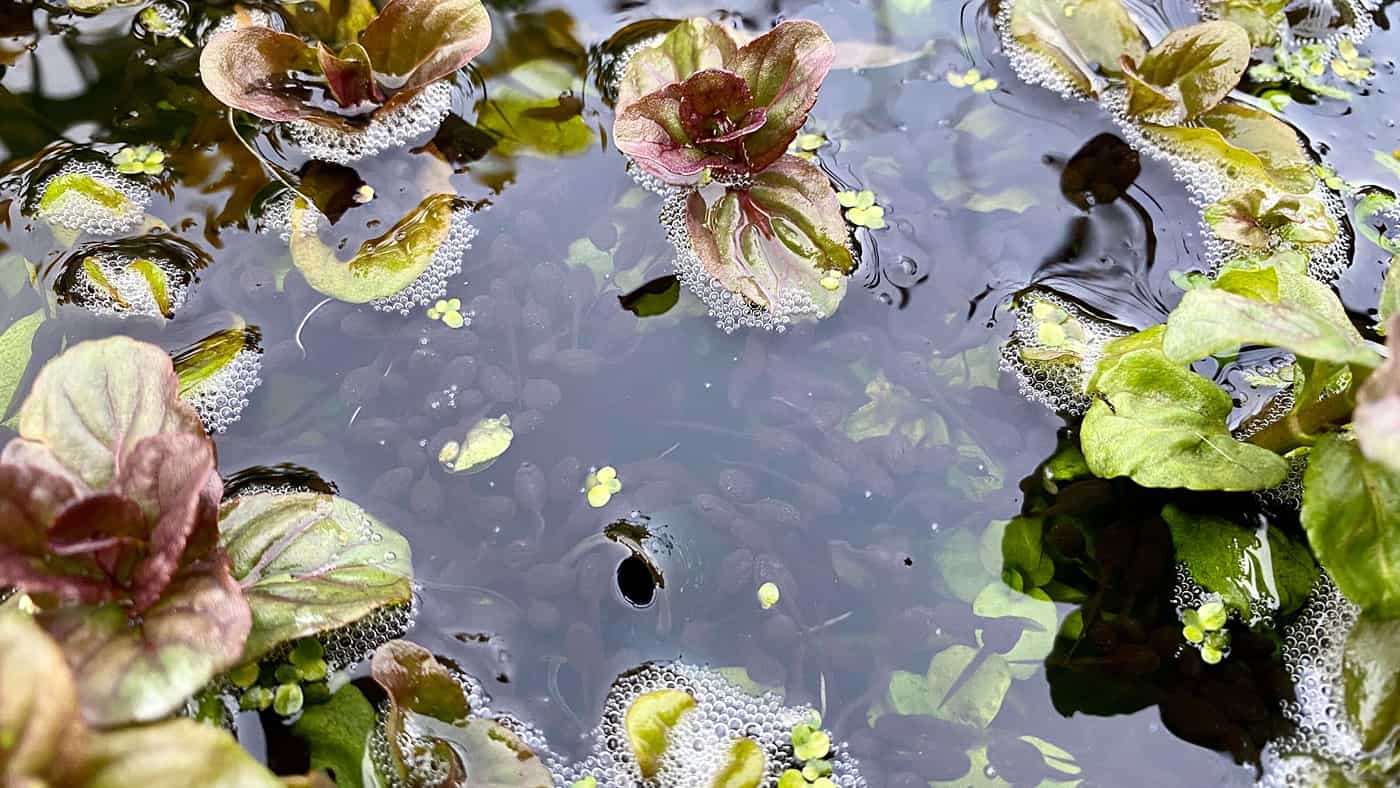 What To Do In The Garden In April garden-in-april-tadpoles