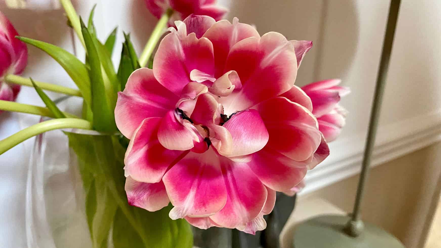 What To Do In The Garden In April garden-in-april-tulip-indoor