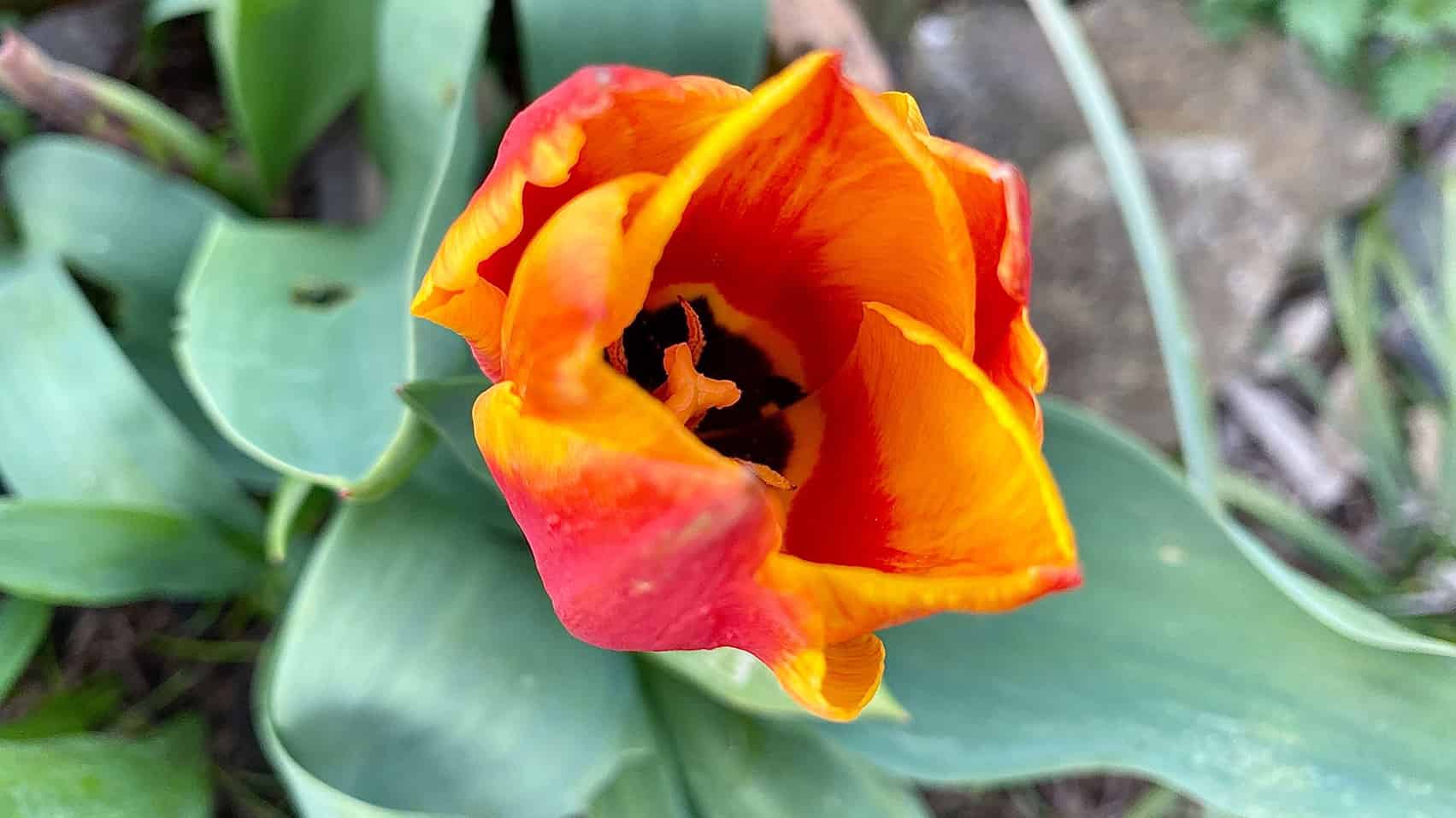 What To Do In The Garden In April garden-in-april-tulip-orange