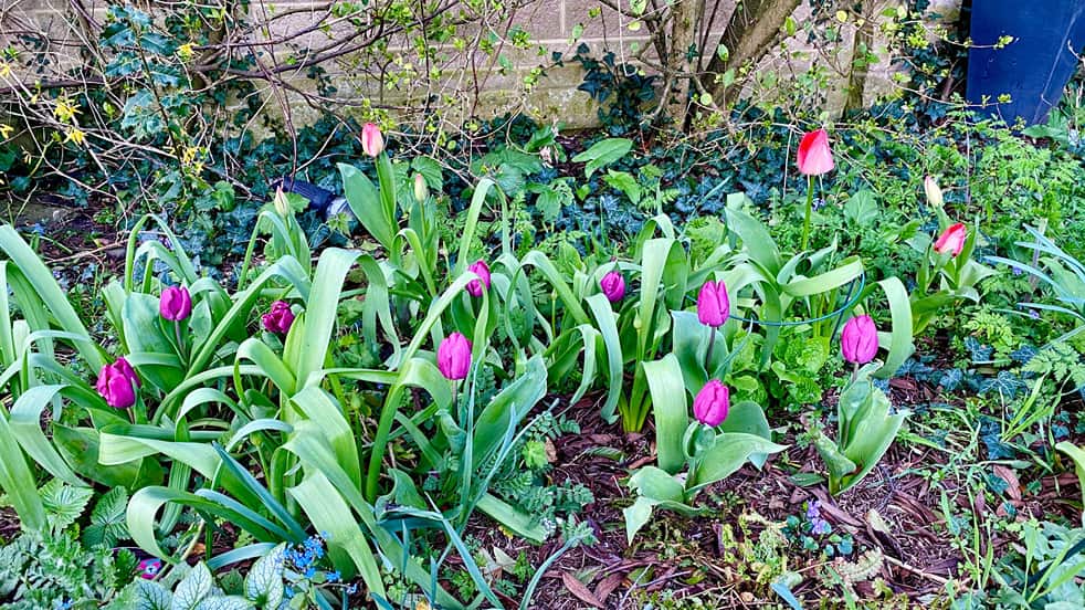 What To Do In The Garden In April garden-in-april-tulips