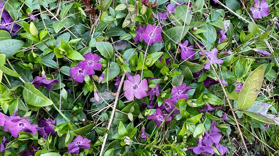 What To Do In The Garden In April garden-in-april-vinca-purple