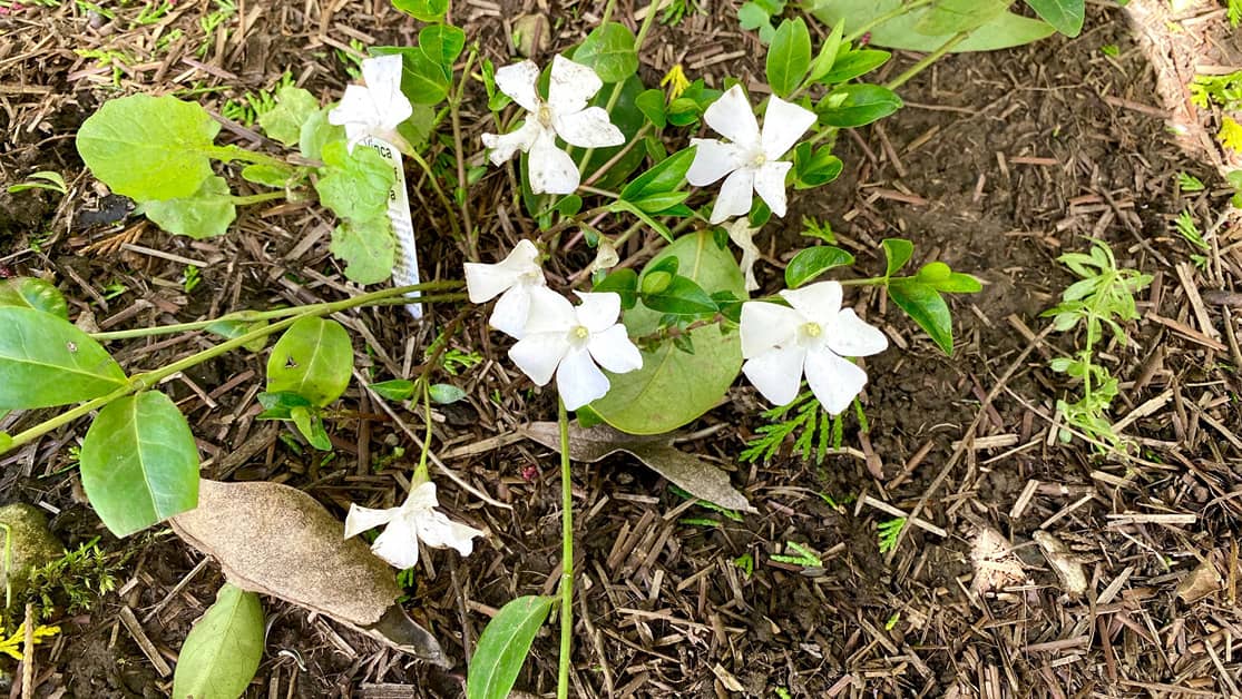 What To Do In The Garden In April garden-in-april-vinca-white