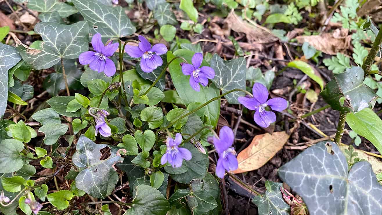 What To Do In The Garden In April garden-in-april-wild-violets