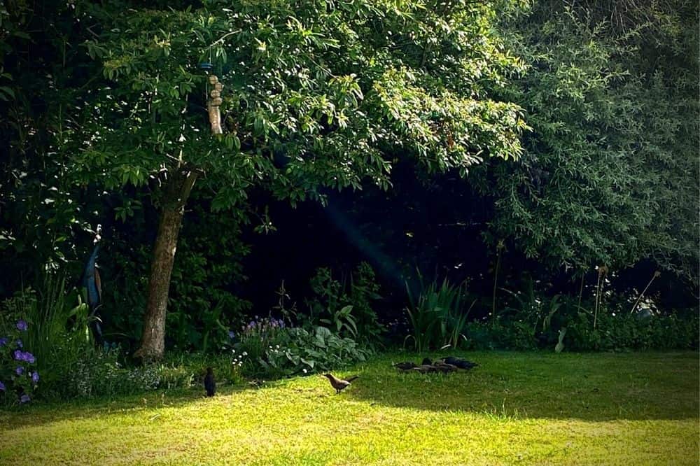 How To Make Your Garden More Wildlife Friendly - 15 Top Tips * make-your-garden-more-wildlife-friendly-birds