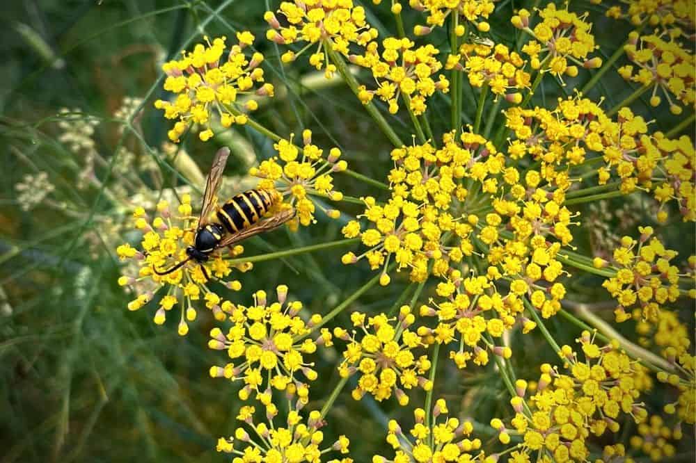 How To Make Your Garden More Wildlife Friendly - 15 Top Tips * make-your-garden-more-wildlife-friendly-fennel