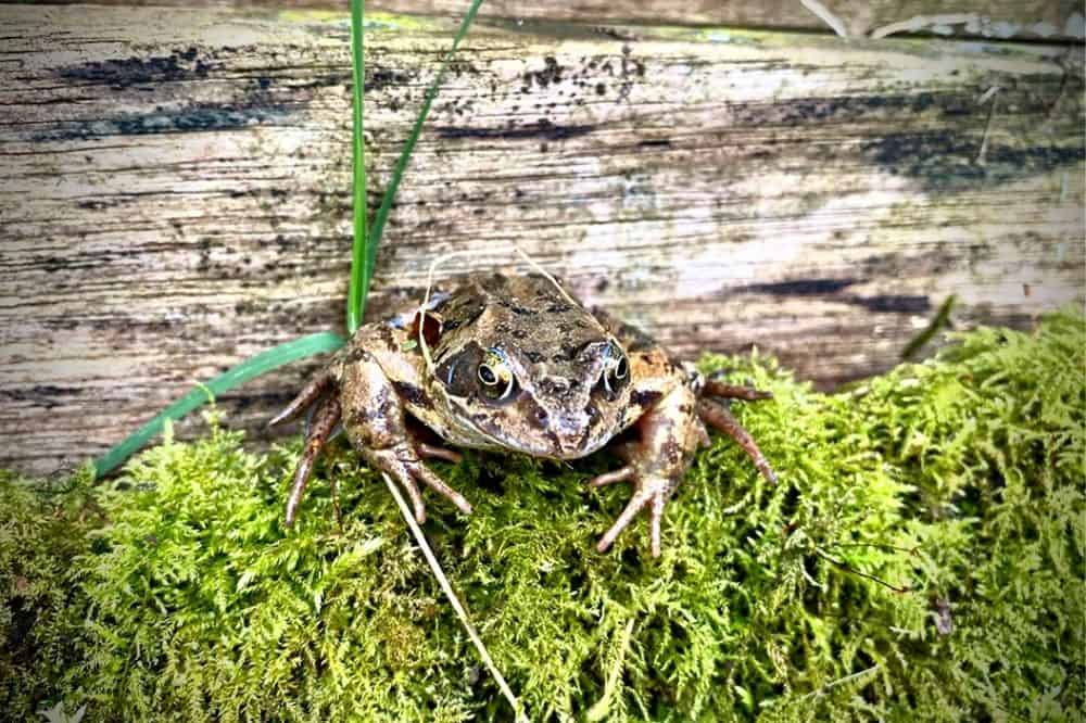 How To Make Your Garden More Wildlife Friendly - 15 Top Tips * make-your-garden-more-wildlife-friendly-frog