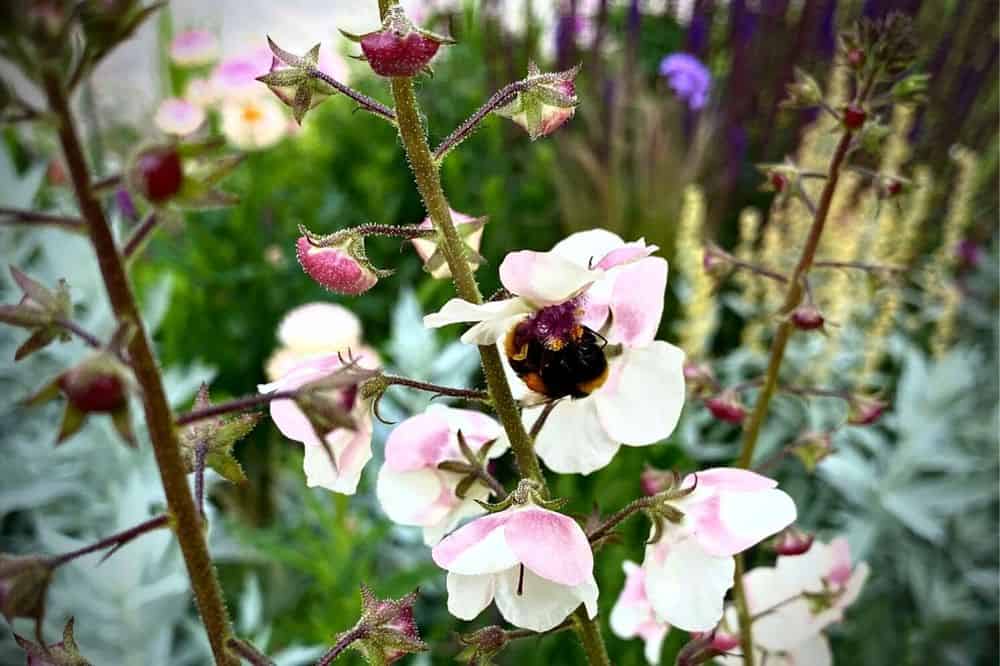 How To Make Your Garden More Wildlife Friendly - 15 Top Tips * make-your-garden-more-wildlife-friendly-verbascum