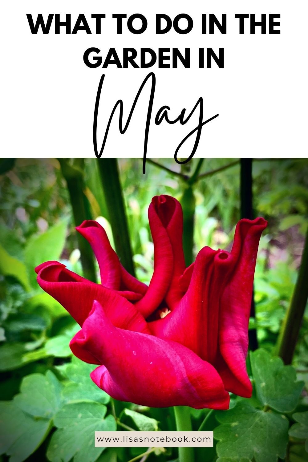 What To Do In The Garden In May garden-in-may-tulip-pinterest