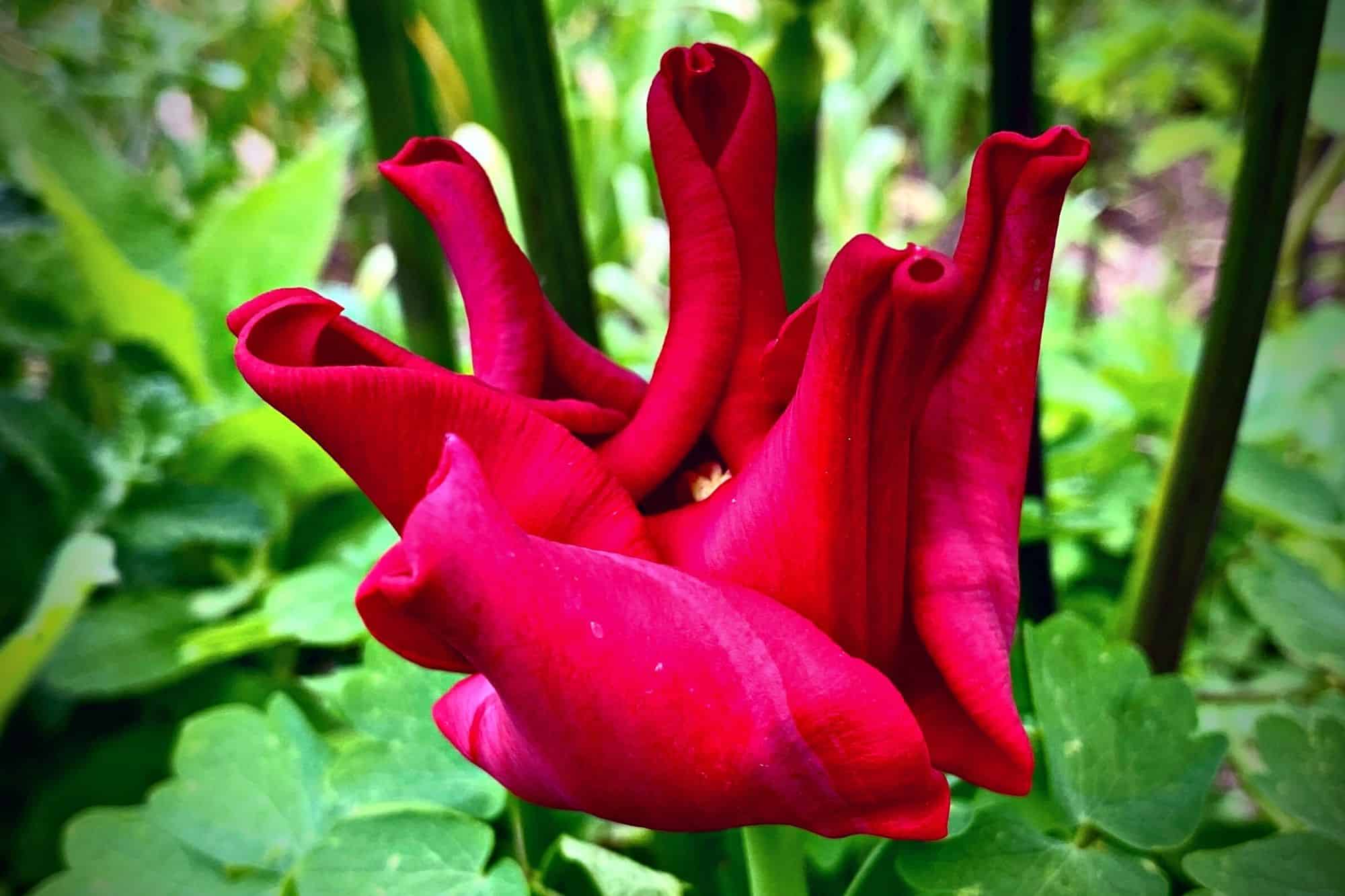 What To Do In The Garden In May garden-in-may-tulip