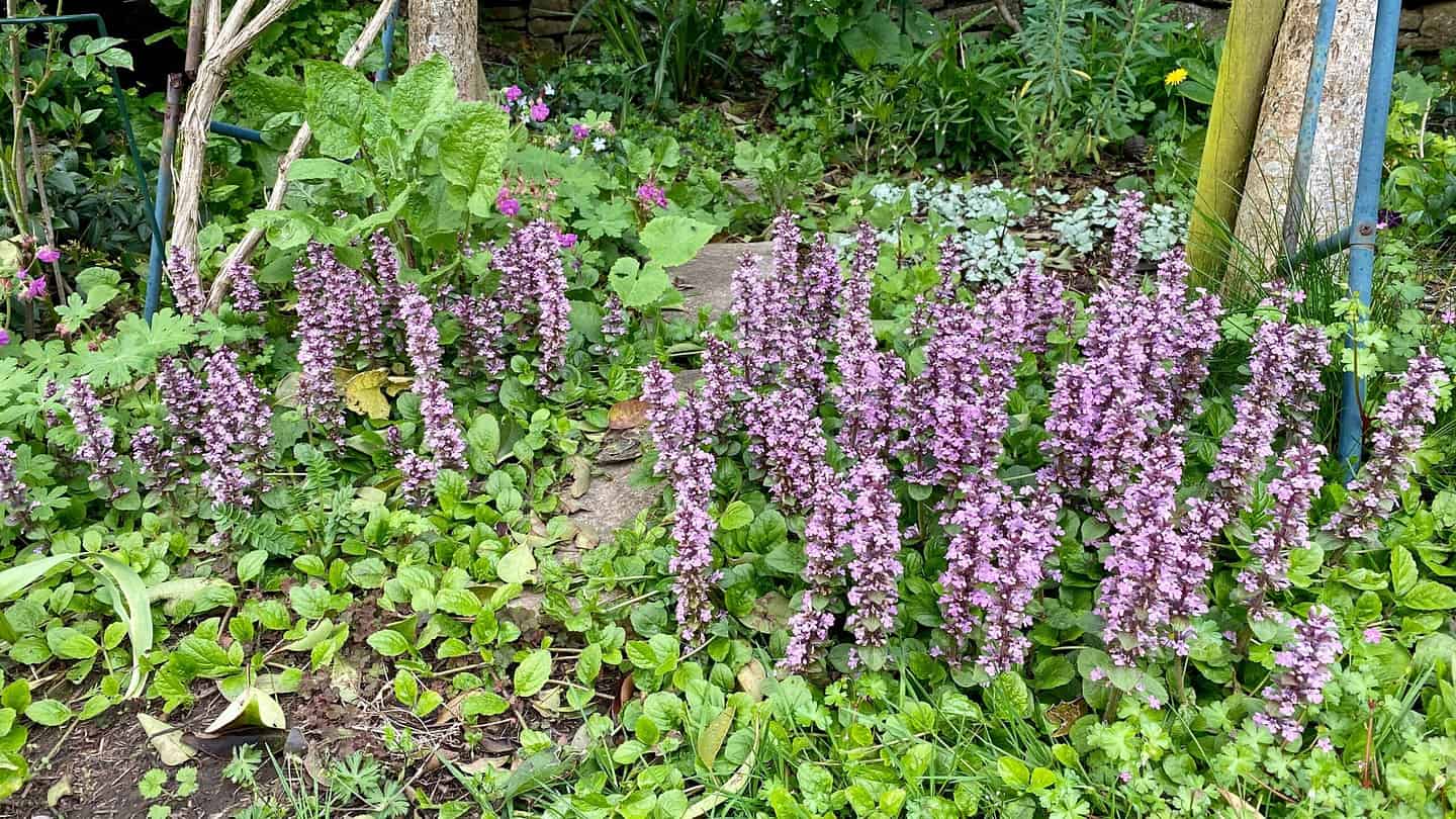 What To Do In The Garden In May garden-in-may-ajuga