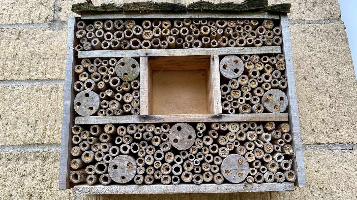 What To Do In The Garden In May garden-in-may-beehhouse