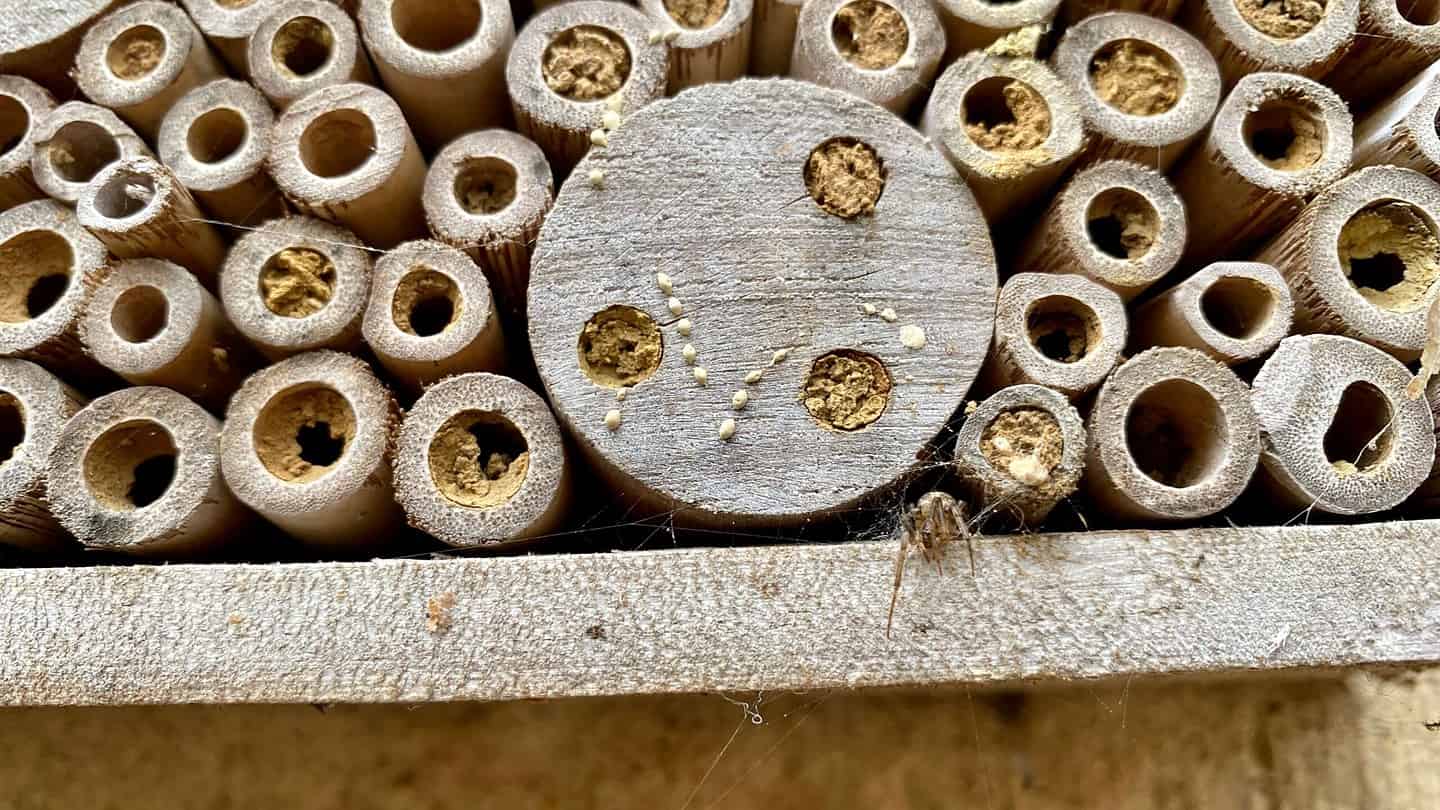 What To Do In The Garden In May garden-in-may-beehouse-spider