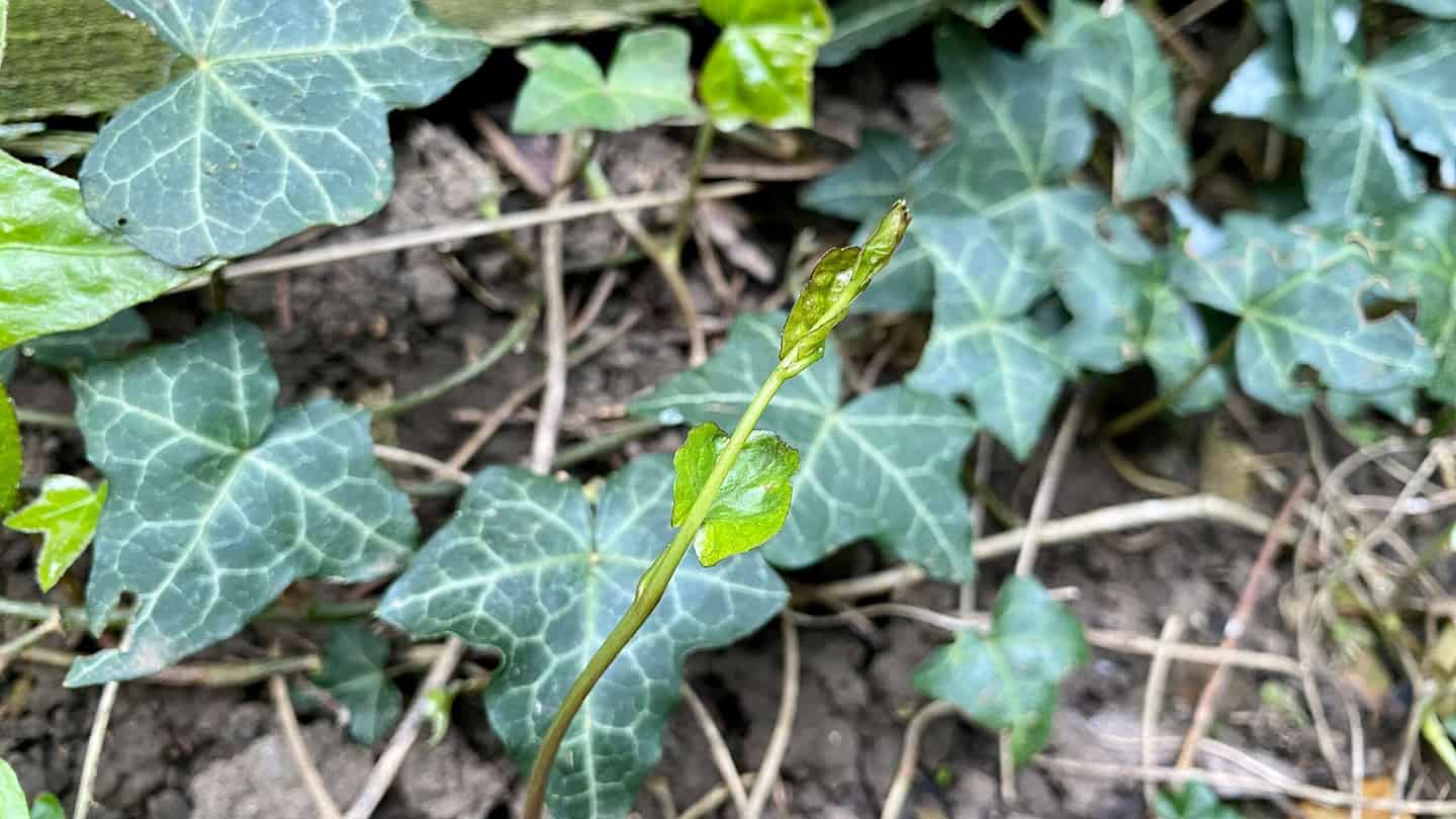 What To Do In The Garden In May garden-in-may-bindweed