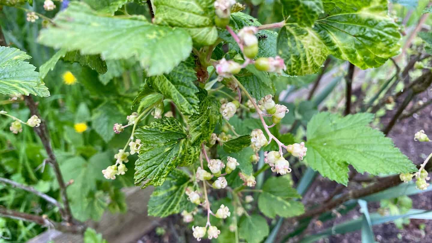 What To Do In The Garden In May garden-in-may-blackcurrants
