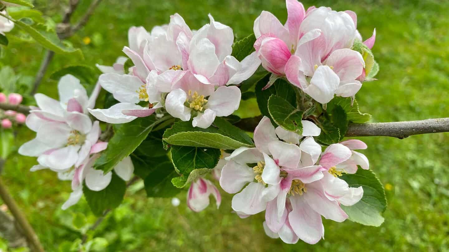 What To Do In The Garden In May garden-in-may-blossom-apple