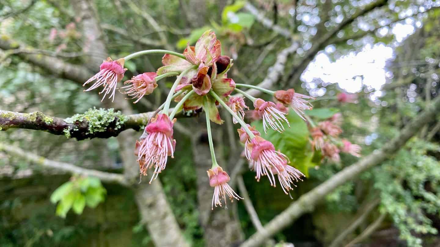 What To Do In The Garden In May garden-in-may-blossom-cherries