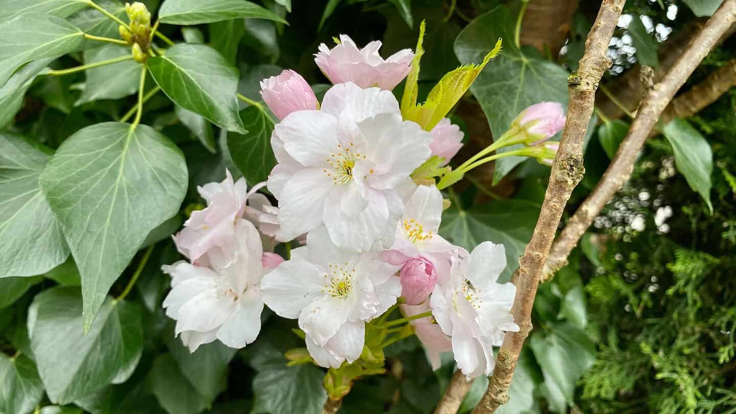 What To Do In The Garden In May garden-in-may-blossom-cherry-japanese