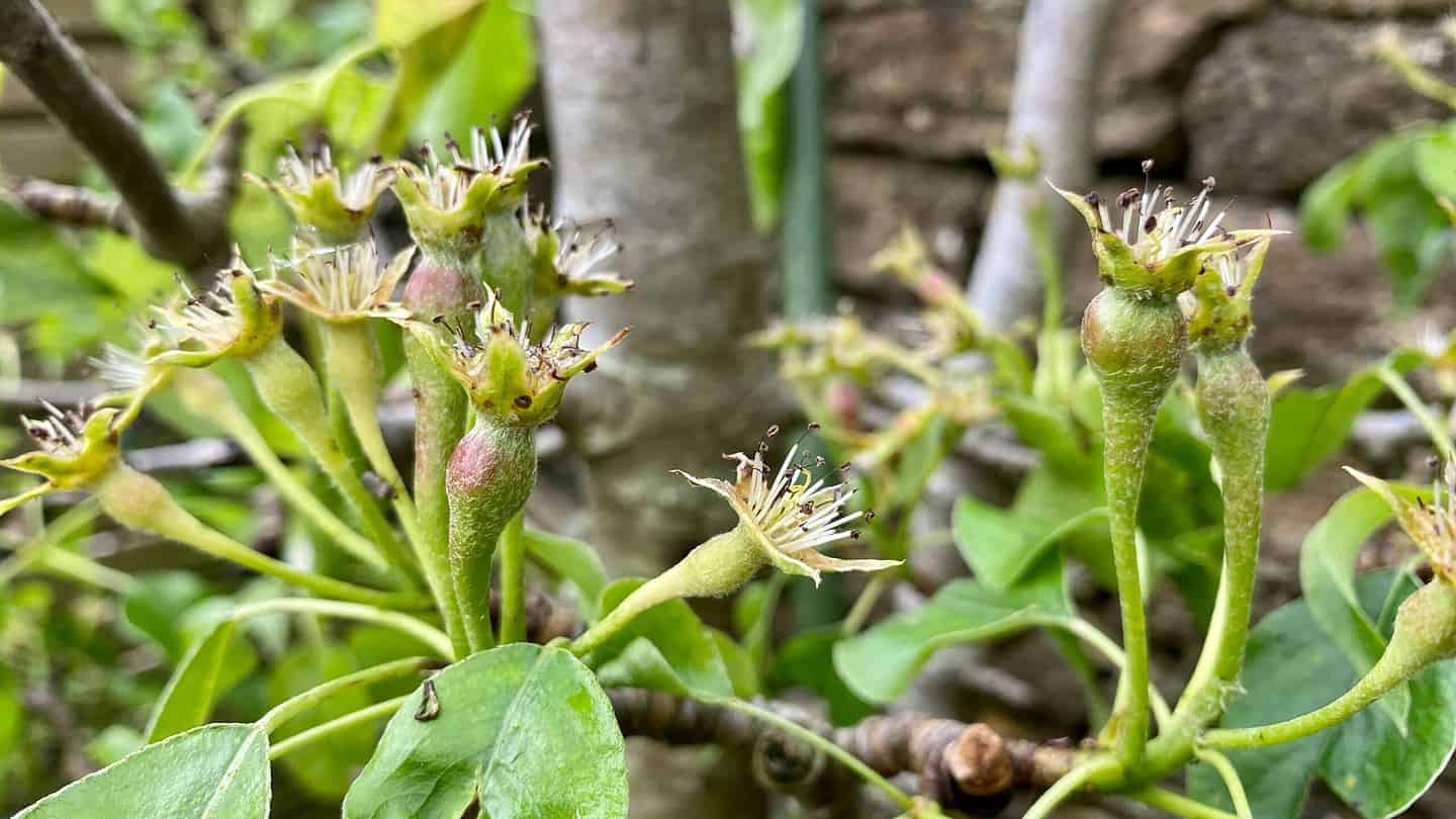 What To Do In The Garden In May garden-in-may-blossom-pears