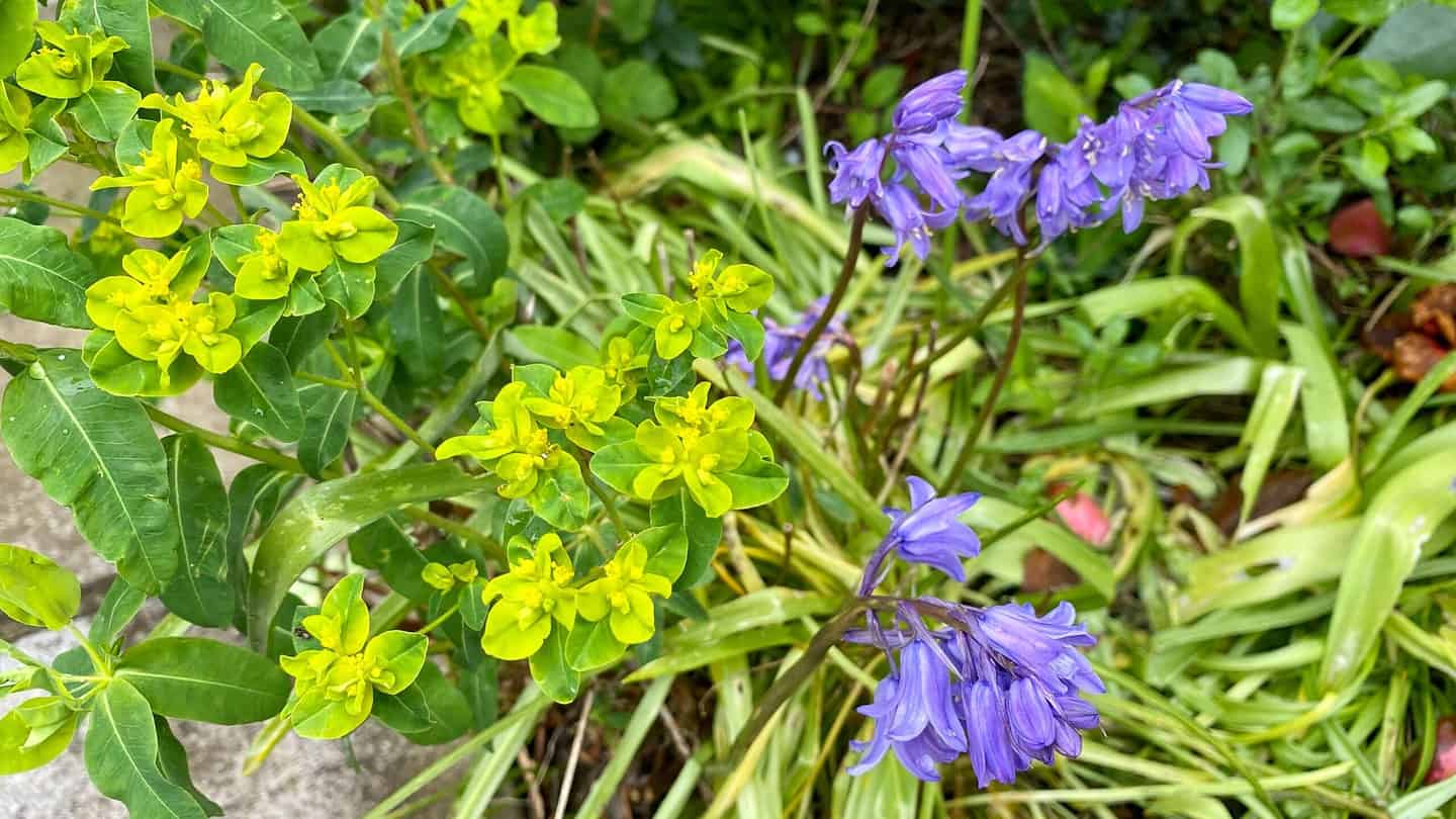 What To Do In The Garden In May garden-in-may-bluebell-euphorbi