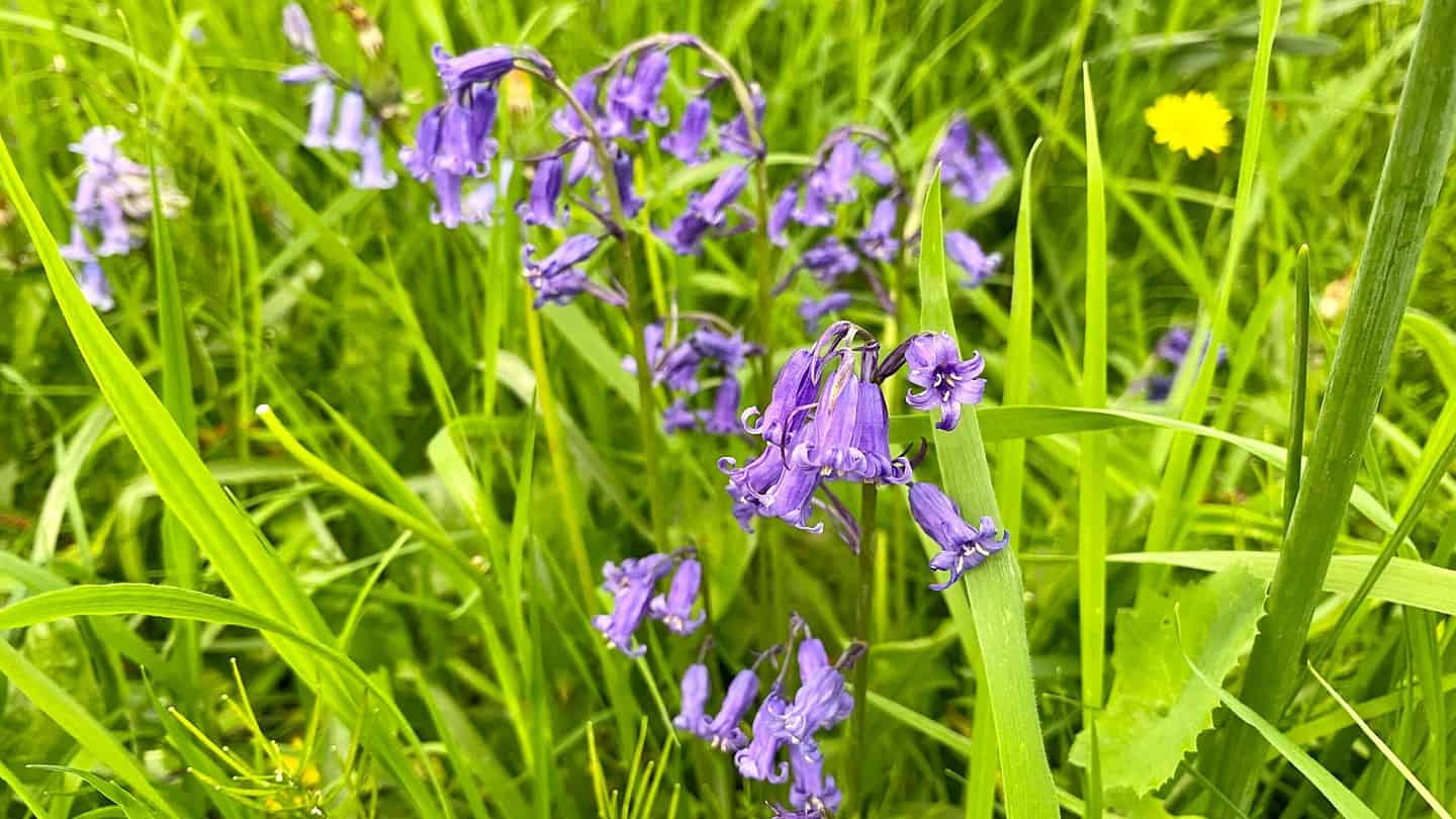 What To Do In The Garden In May garden-in-may-bluebells